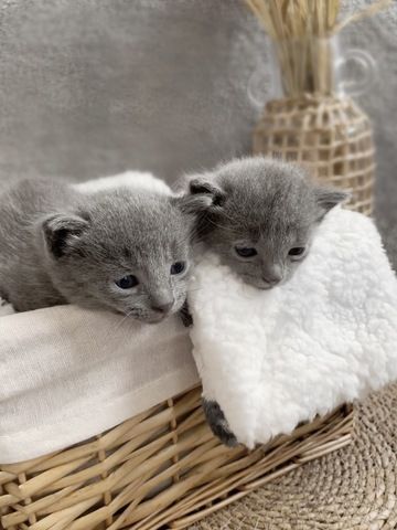 Russisch blau Kitten, männlich