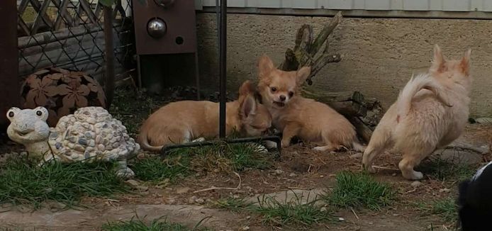 Zwei süße Langhaar Chihuahua Welpen männlich suchen Traumplatz