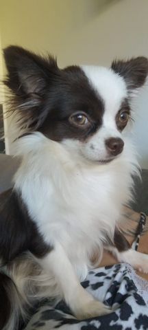 Chihuahua Welpen Langhaar