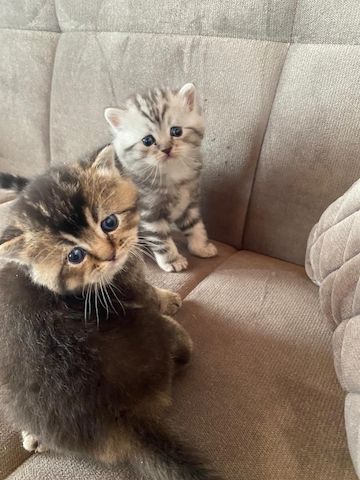 Baby Katzen
