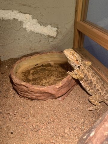 Terrarium und 4 Bartagamen
