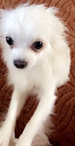 Chihuahua weiß Creme Farbe Langhaarig