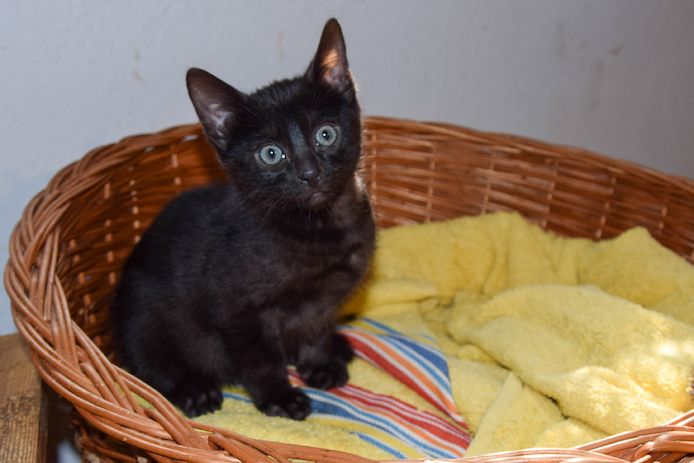 Seltene melanistic Bengal Kitten mit super Rosetten- aus seriöser Zucht