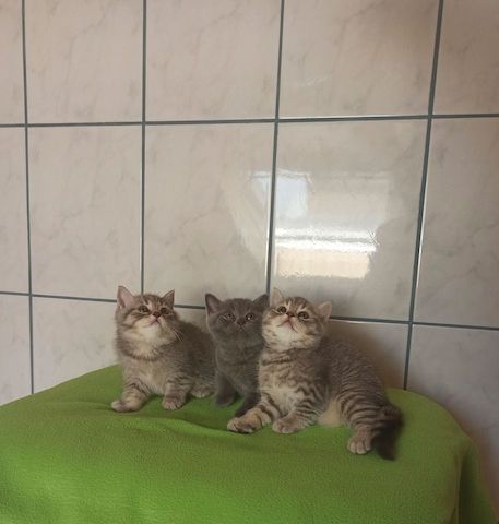 BKH Kittens