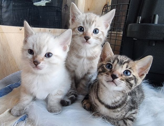 Wunderschöne Bengal Kitten