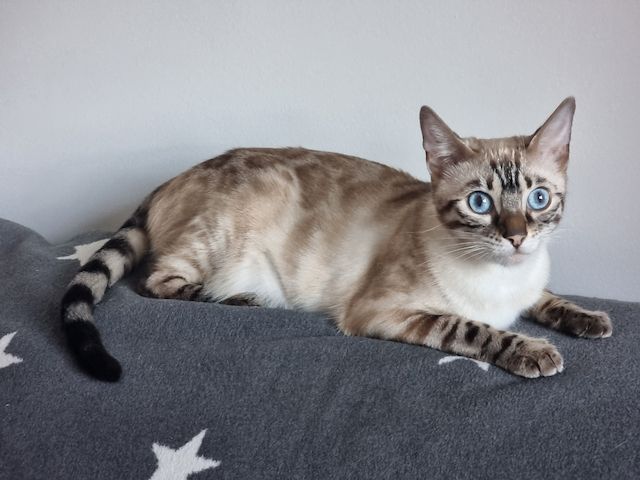 Wunderschöne Bengal Kitten