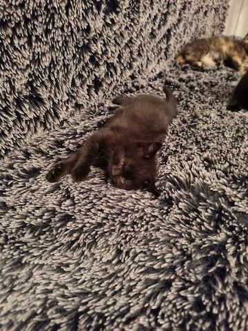 Bkh kitten
