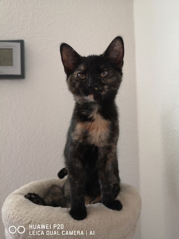 Schildpatt /Tricolor Kitten zu verkaufen