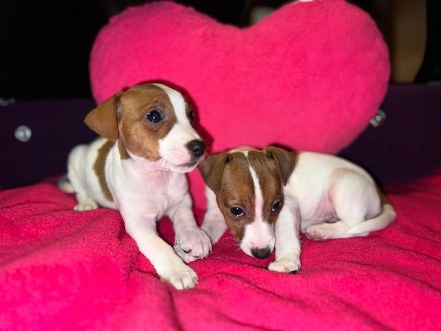Jack Russell Welpen 