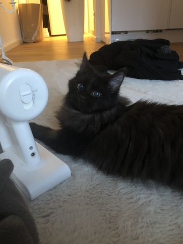 Main coon Kater zu verkaufen