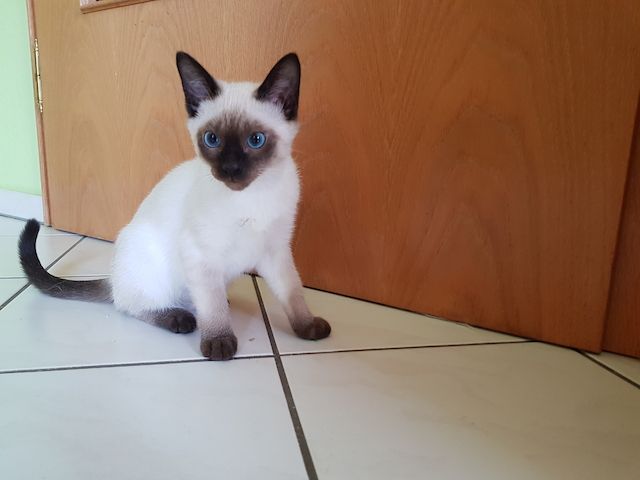 Thaikatze alte Art der Siam, Kater, Kitten