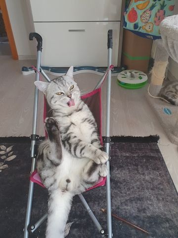 BKH kater,black silver tabby classic