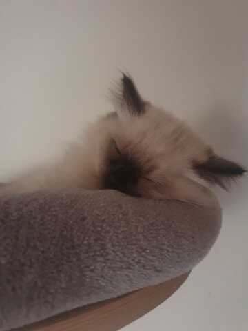 Ragdoll Kitten Männlich