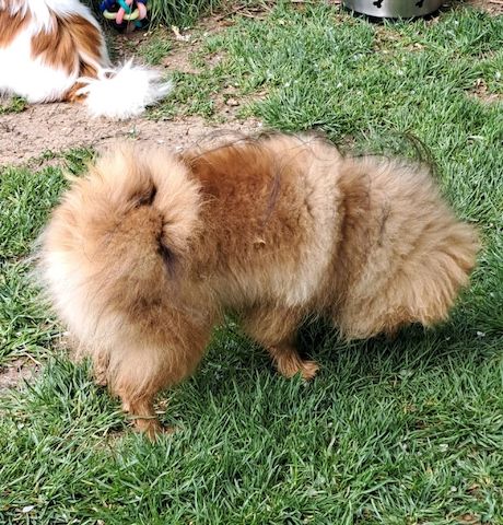 Pomeranian Zwergspitz 6 Monate