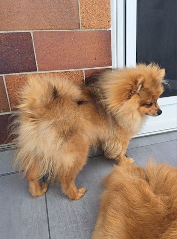 Pomeranian Zwergspitz 6 Monate