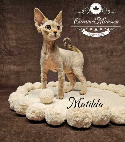 Devon Rex Kitten - Boy or Girl mit Stammbaum