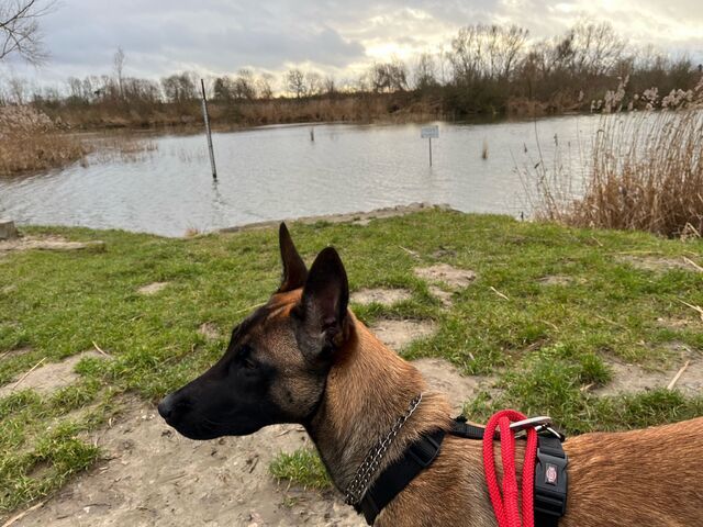 Malinois (Belgischer Schäferhund) - Sucht ein neues Zuhause
