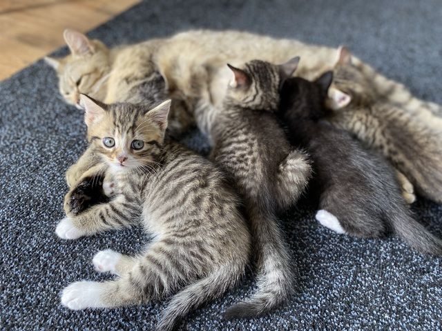 Britisch Kurzhaar Mix Kitten