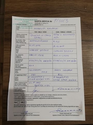 zwei BGS weibliche Welpen