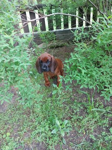 zwei BGS weibliche Welpen