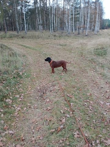 zwei BGS weibliche Welpen