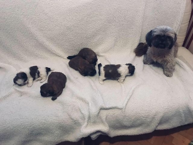 Shih Tzu Welpen reinrassig mit Ahnentafel