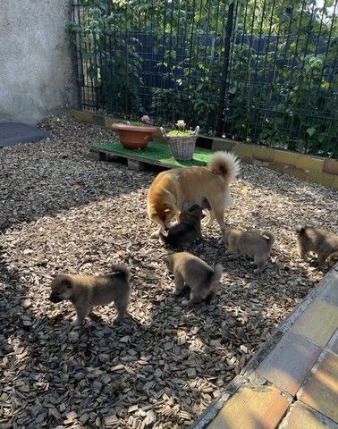 Shiba Inu Welpen