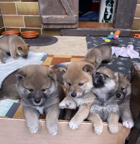 Shiba Inu Welpen