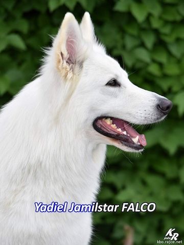 Weisse Schweizer Schäferhunde