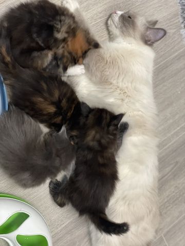 2 ganz süße Ragdoll Maine coon kitten suchen noch ein Zuhause