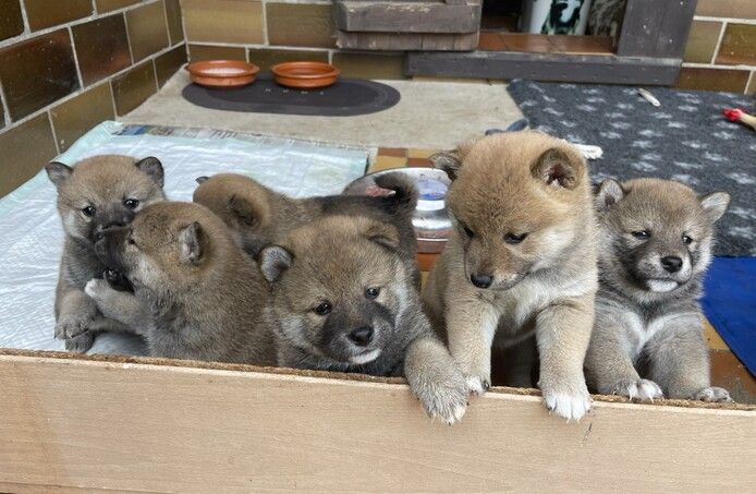 Shiba Inu Welpen