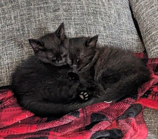 BKH kitten
