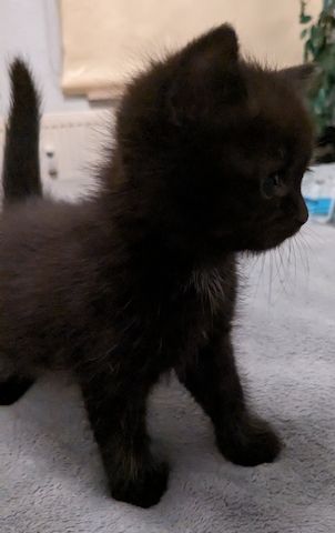 BKH kitten