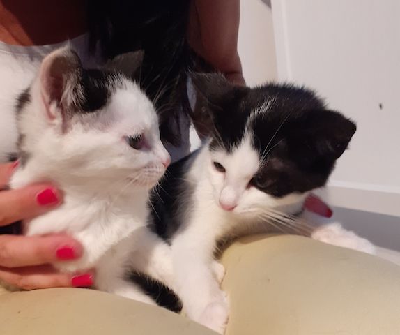 Orea - süßes Kitten sucht Zuhause (aus dem Tierschutz / gechipt, geimpft)