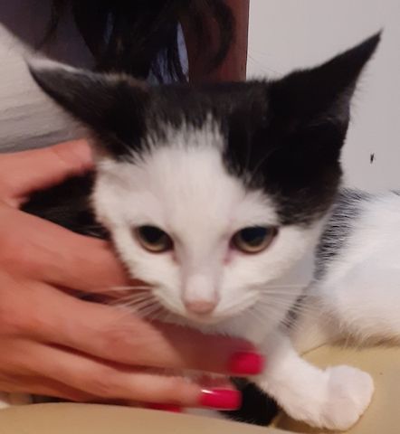 Orea - süßes Kitten sucht Zuhause (aus dem Tierschutz / gechipt, geimpft)