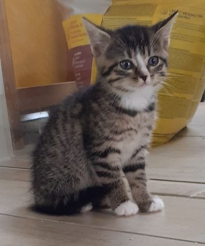 Nala - sucht dringend ein Zuhause!  (aus dem Tierschutz / gechipt, geimpft)