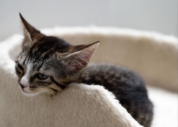 Nala - sucht dringend ein Zuhause!  (aus dem Tierschutz / gechipt, geimpft)