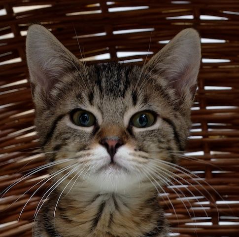 Keksi - sucht dringend ein Zuhause!  (aus dem Tierschutz / gechipt, geimpft)