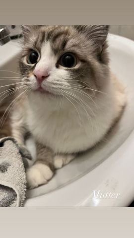 3 Kitten abzugeben
