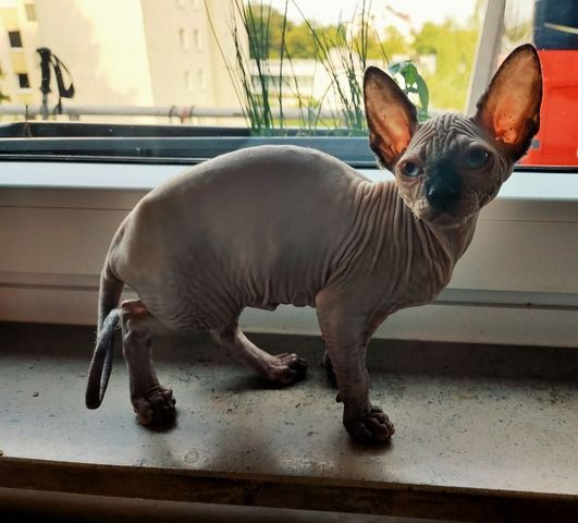 Sphynx Katzenbaby