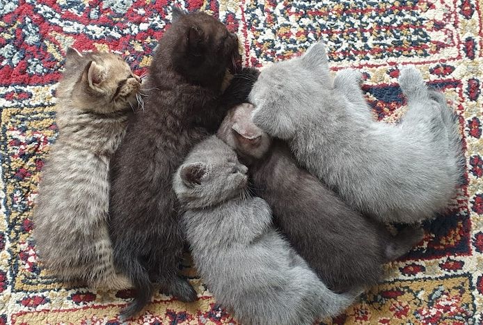 4 Entzückende Kätzchen suchen ein liebevolles Zuhause