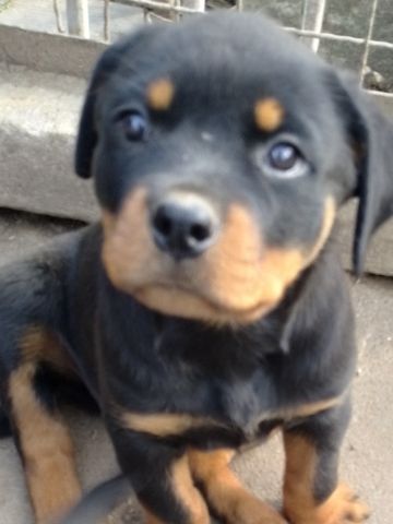 rotti welpen