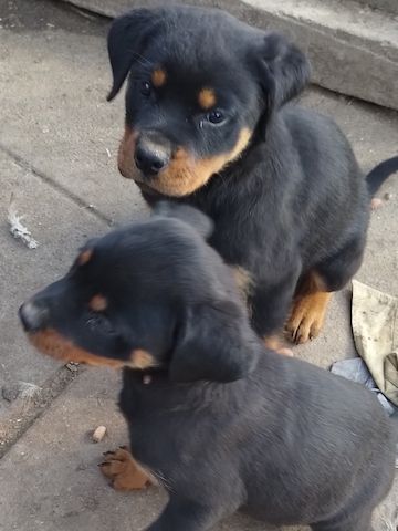 rotti welpen