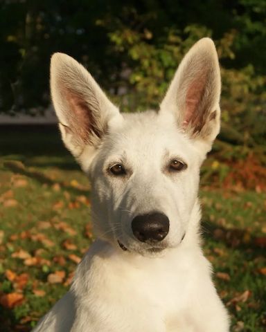 Weißer Schweizer Schäferhund