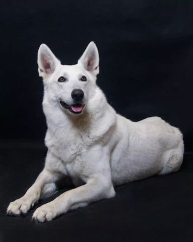 Weißer Schweizer Schäferhund