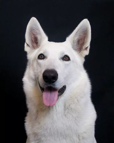 Weißer Schweizer Schäferhund