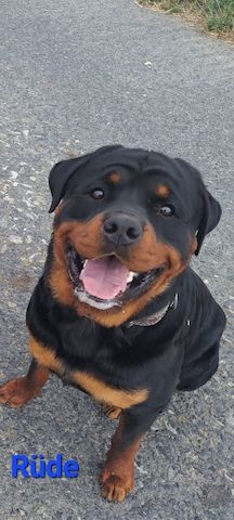 Rottweiler , Rottweilerwelpen