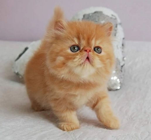 Perser Kitten 