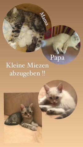 Katzenmix, Kitten, BLH/Main Coon-Siam-Mix
