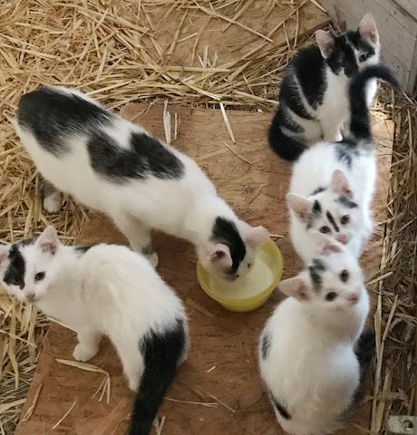 4 Kitten suchen ein Zuhause